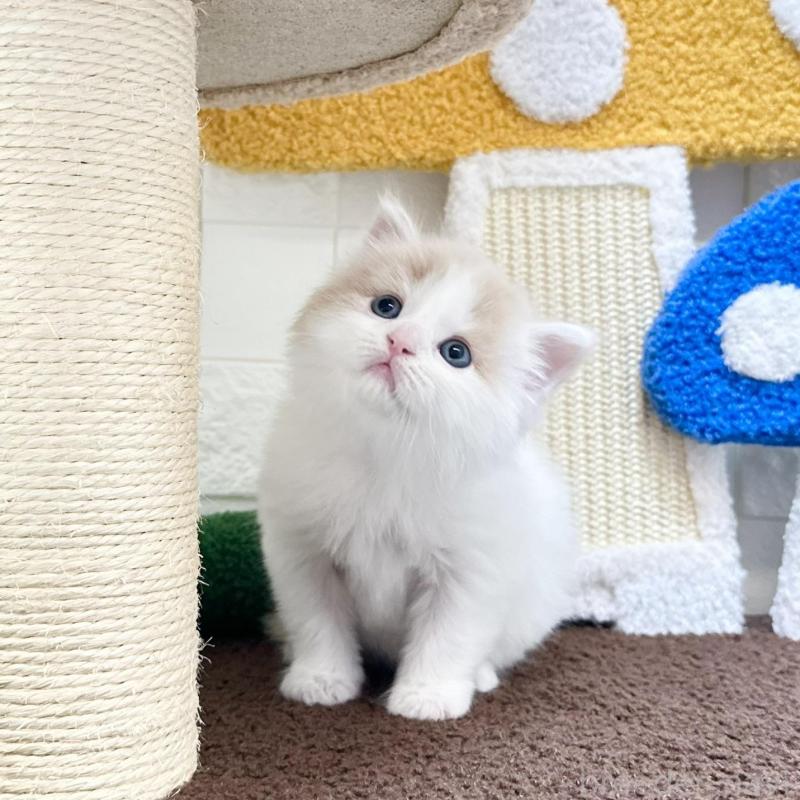 販売中の三重県のマンチカン-136476の4枚目