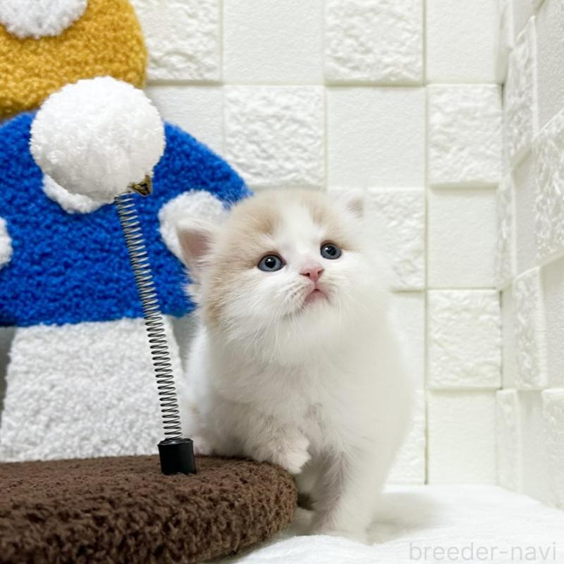 販売中の三重県のマンチカン-136476の3枚目