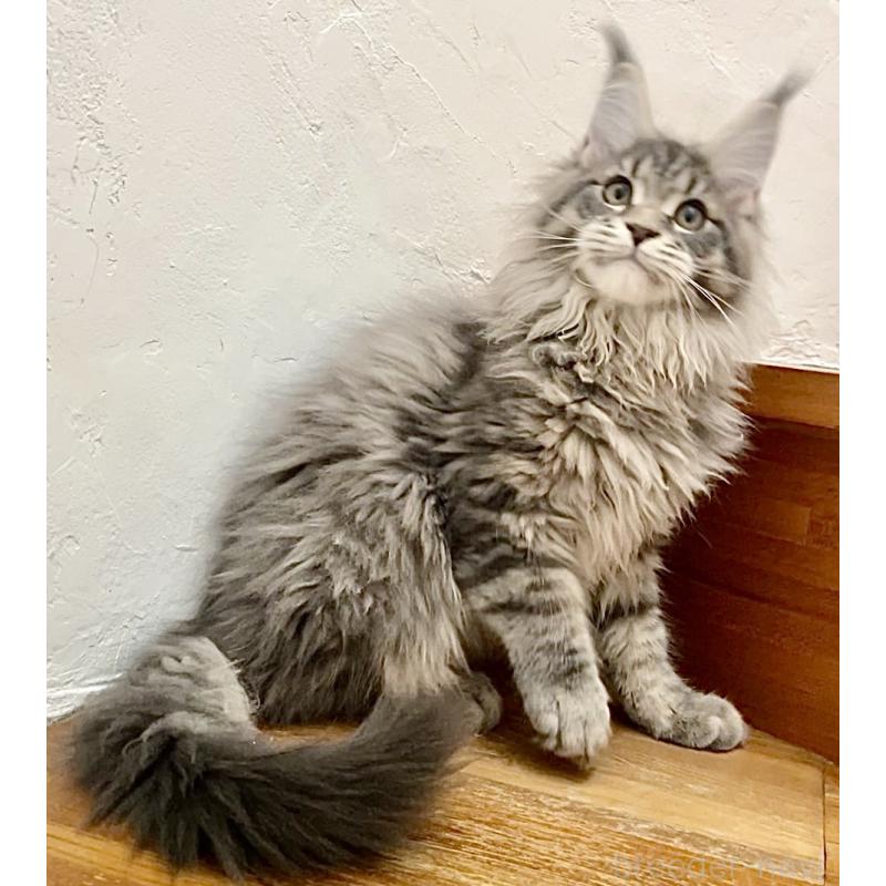 販売中の和歌山県のメインクーン-136477の15枚目