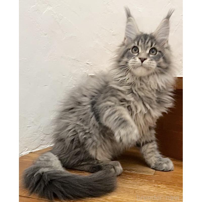 販売中の和歌山県のメインクーン-136477の13枚目