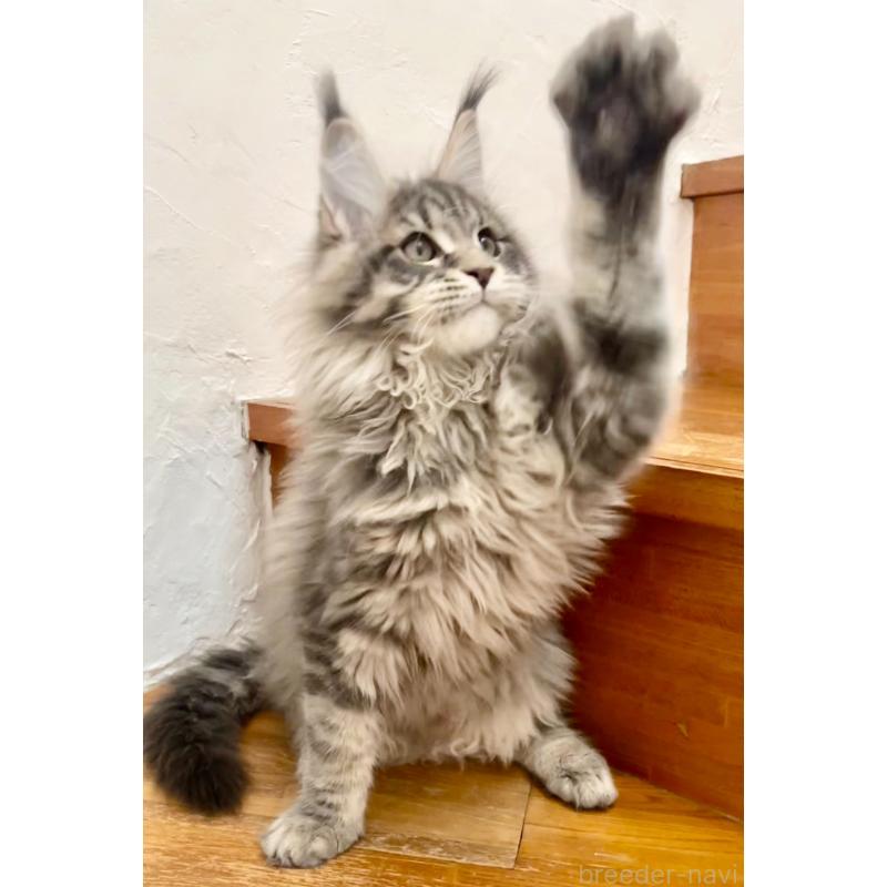 販売中の和歌山県のメインクーン-136477の12枚目