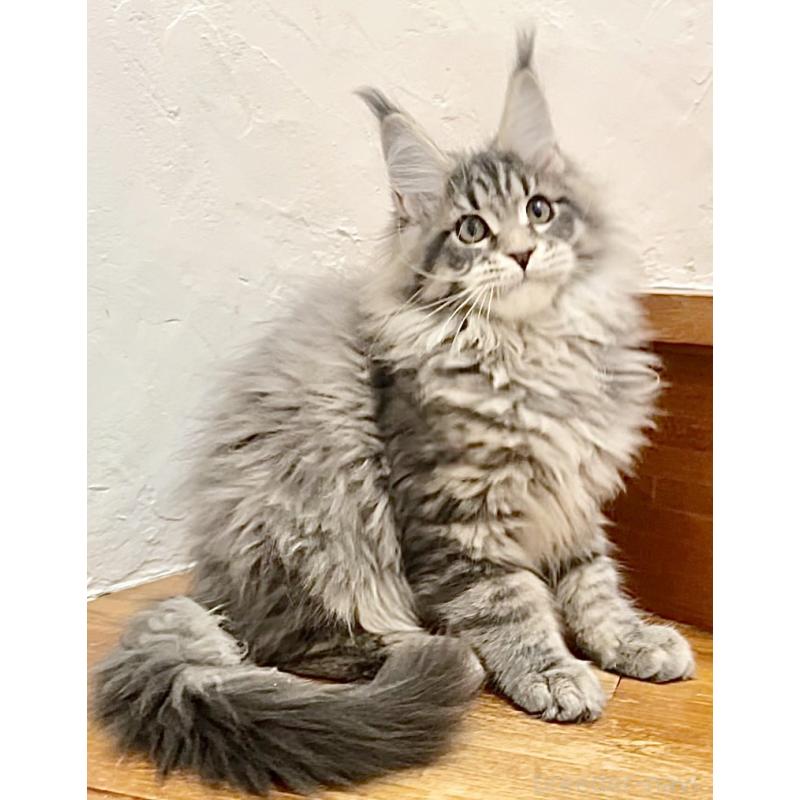 販売中の和歌山県のメインクーン-136477の11枚目