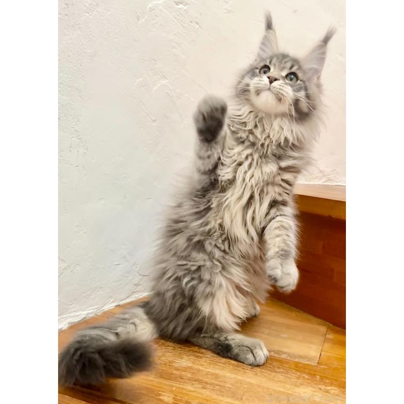 販売中の和歌山県のメインクーン-136477の10枚目