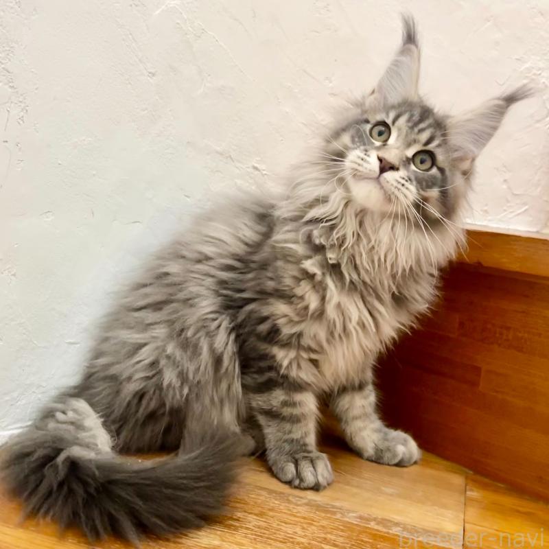 販売中の和歌山県のメインクーン-136477の1枚目