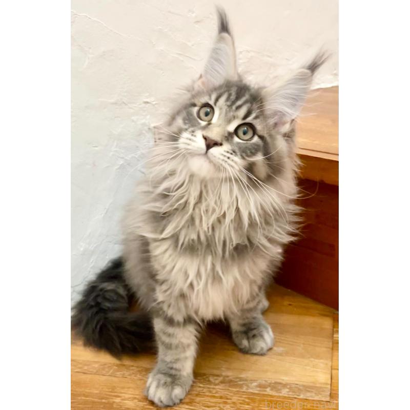 販売中の和歌山県のメインクーン-136477の9枚目