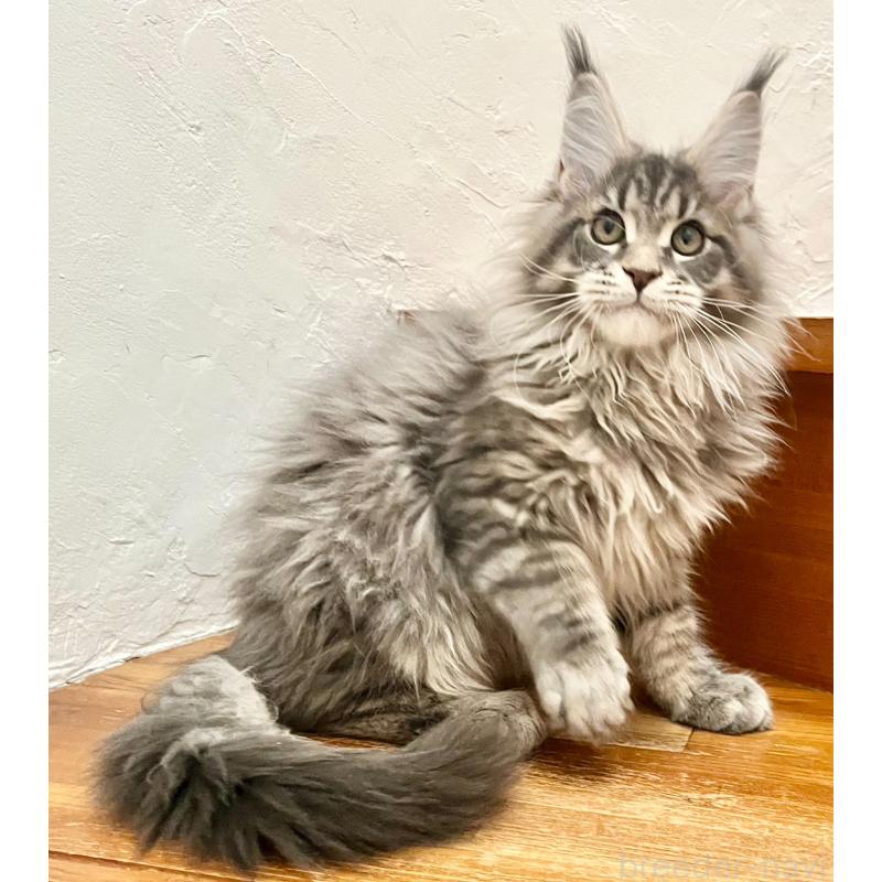 販売中の和歌山県のメインクーン-136477の8枚目