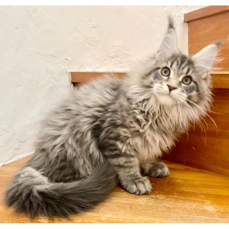 販売中の和歌山県のメインクーン-136477の6枚目