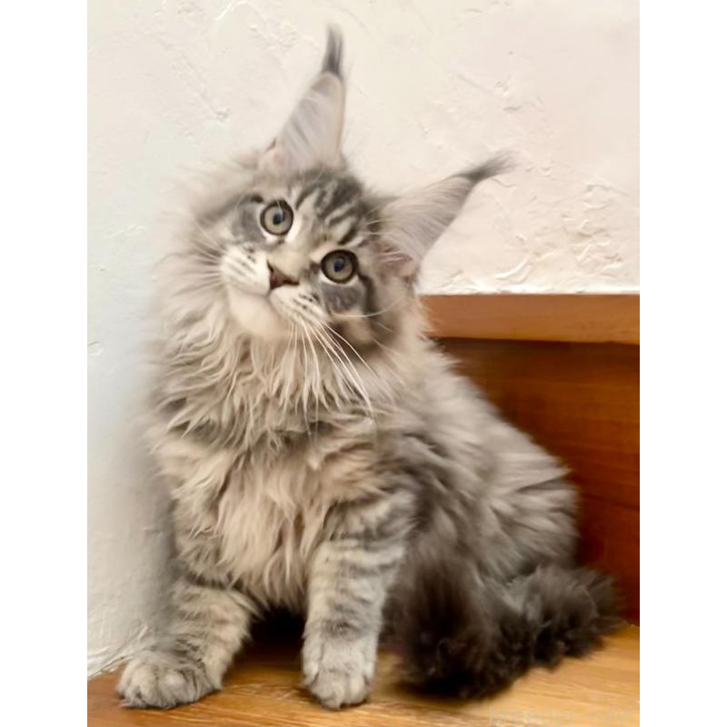 販売中の和歌山県のメインクーン-136477の2枚目