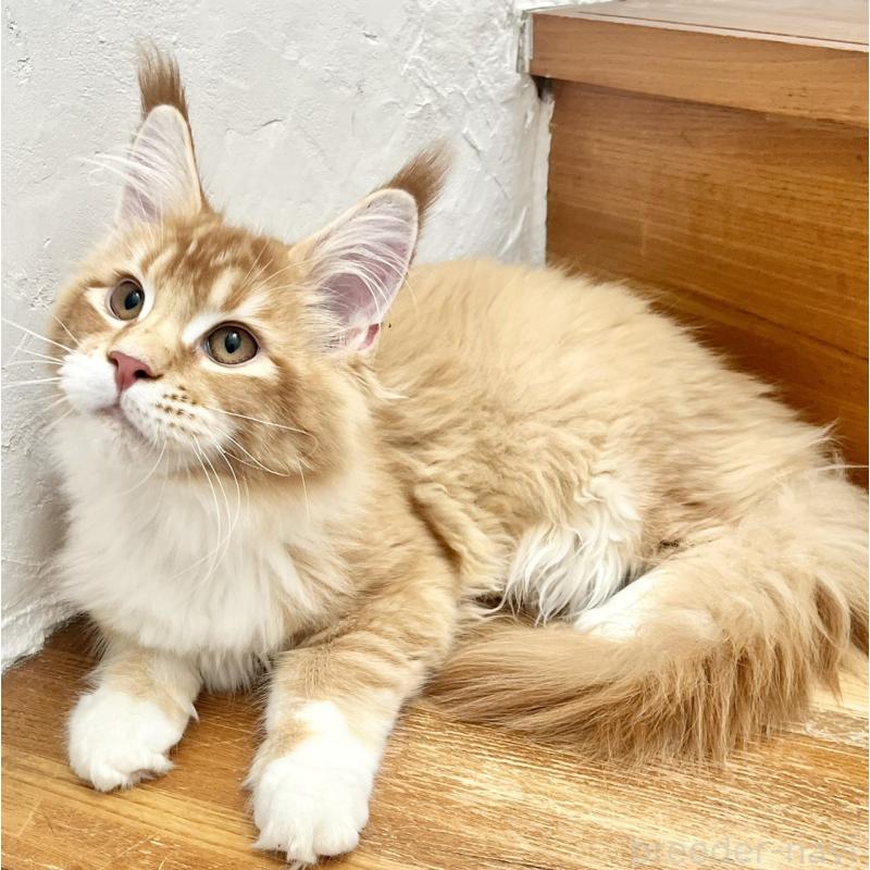 販売中の和歌山県のメインクーン-136478の12枚目