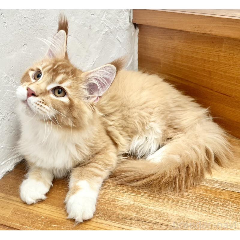 販売中の和歌山県のメインクーン-136478の11枚目