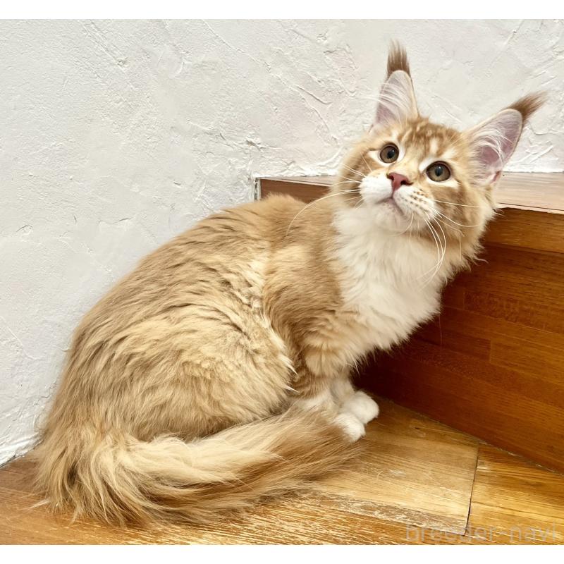 販売中の和歌山県のメインクーン-136478の10枚目