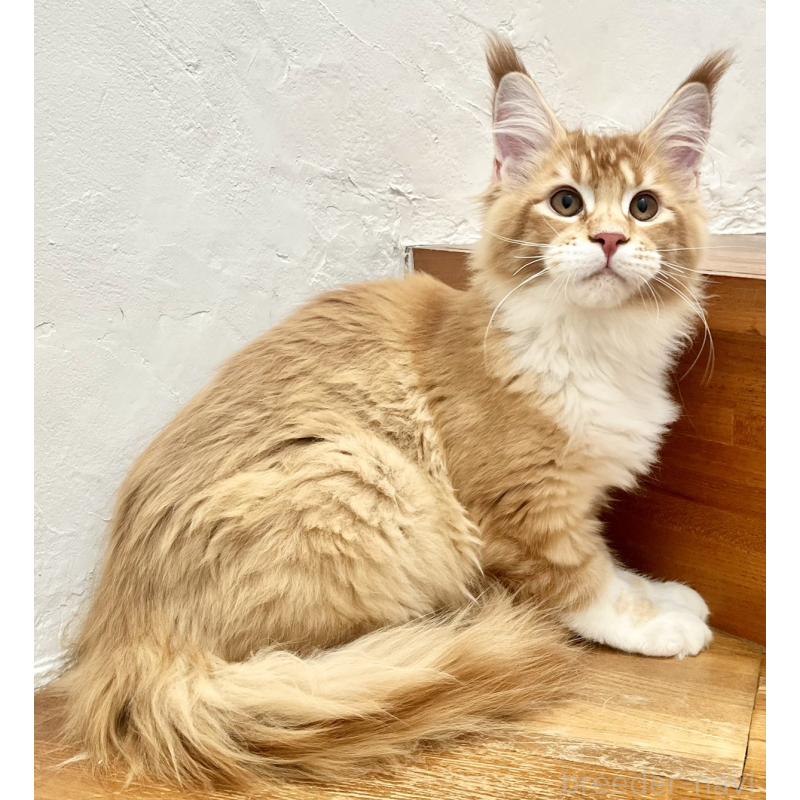 販売中の和歌山県のメインクーン-136478の9枚目