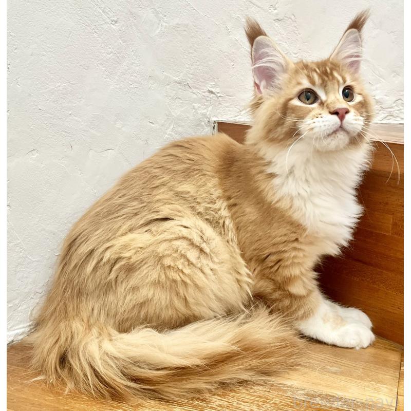 販売中の和歌山県のメインクーン-136478の8枚目