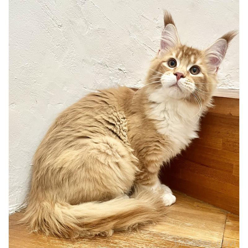 販売中の和歌山県のメインクーン-136478の7枚目