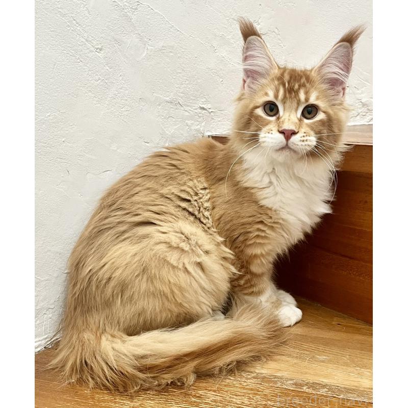 販売中の和歌山県のメインクーン-136478の6枚目