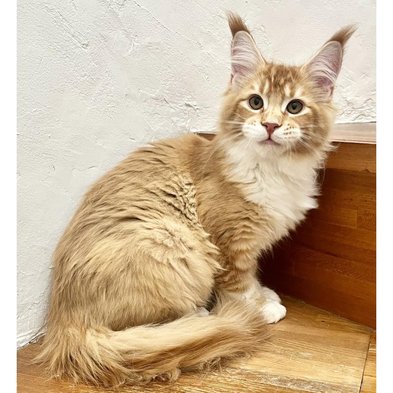 販売中の和歌山県のメインクーン-136478の5枚目