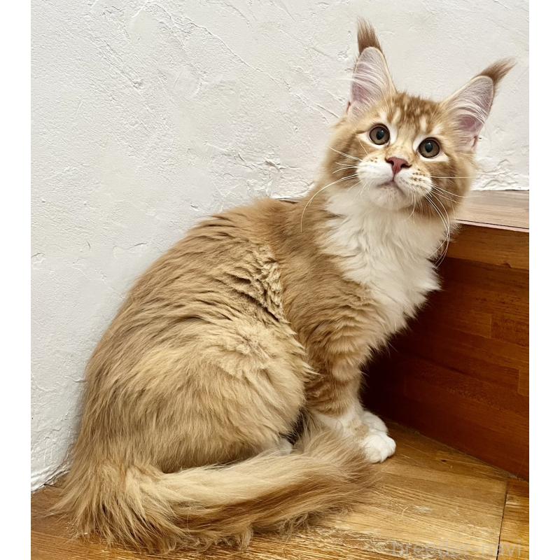 販売中の和歌山県のメインクーン-136478の4枚目