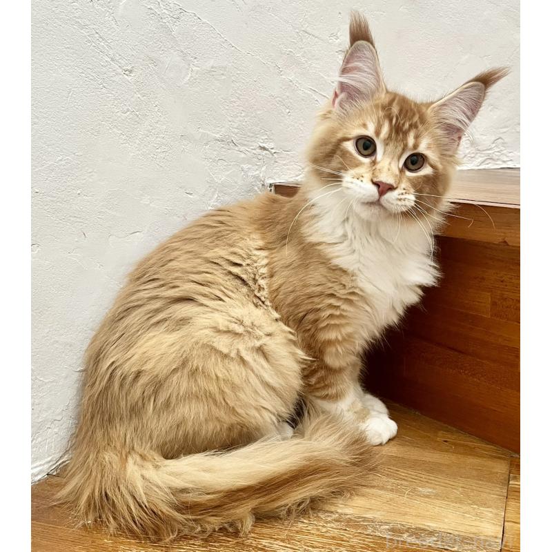 販売中の和歌山県のメインクーン-136478の3枚目