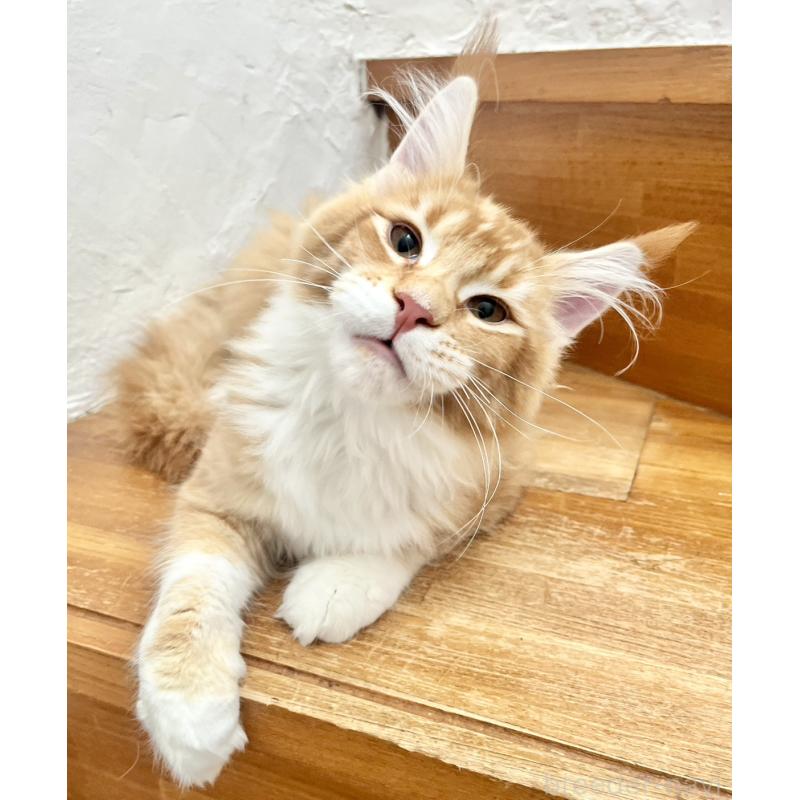 販売中の和歌山県のメインクーン-136478の2枚目