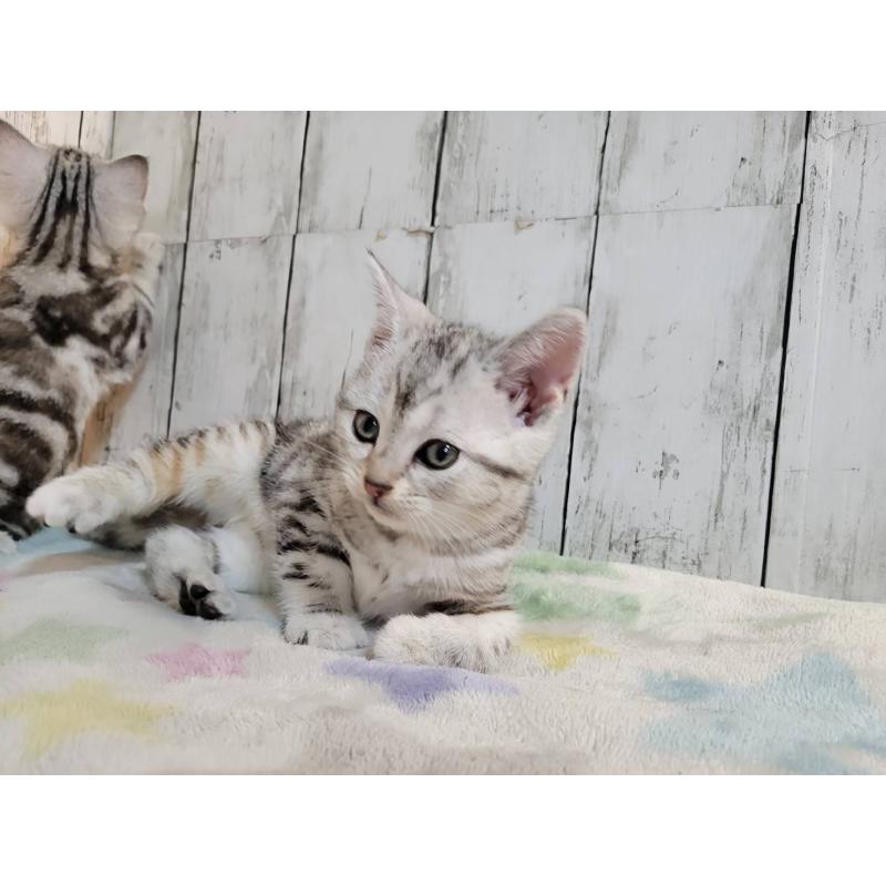 成約済の三重県のアメリカンショートヘア-135564の3枚目