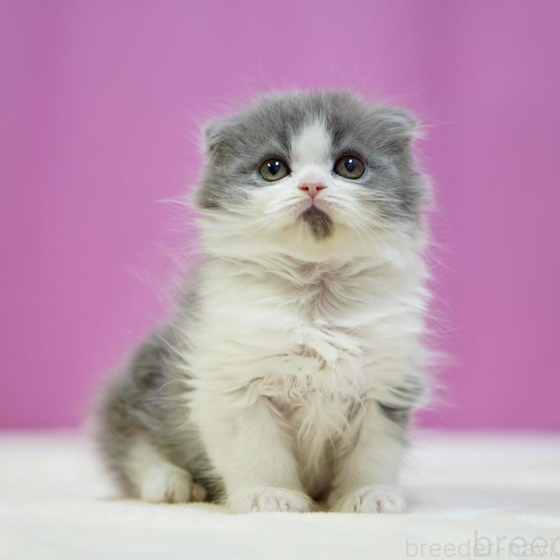 販売中の埼玉県のスコティッシュフォールド(折れ耳)-136479の5枚目