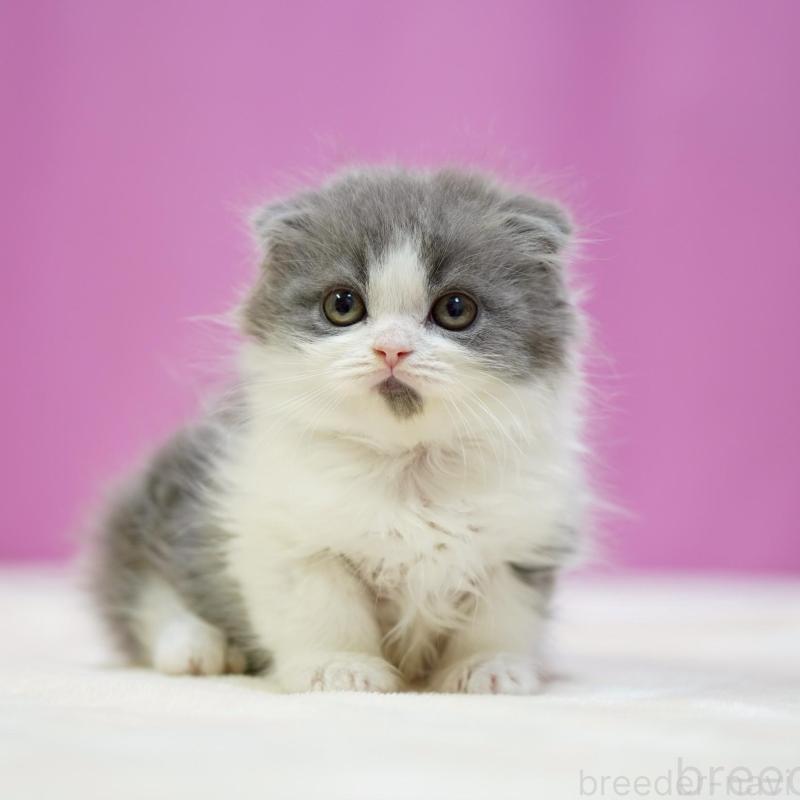 販売中の埼玉県のスコティッシュフォールド(折れ耳)-136479の4枚目