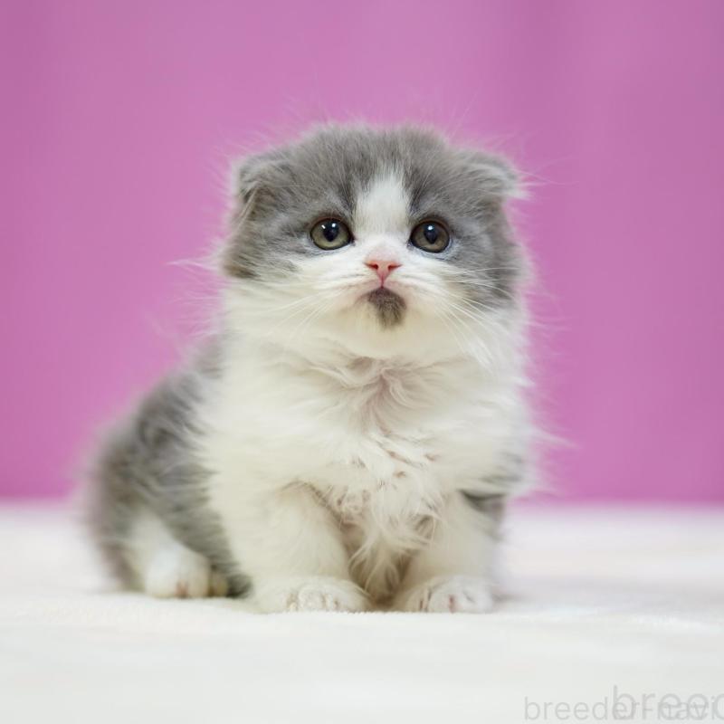 販売中の埼玉県のスコティッシュフォールド(折れ耳)-136479