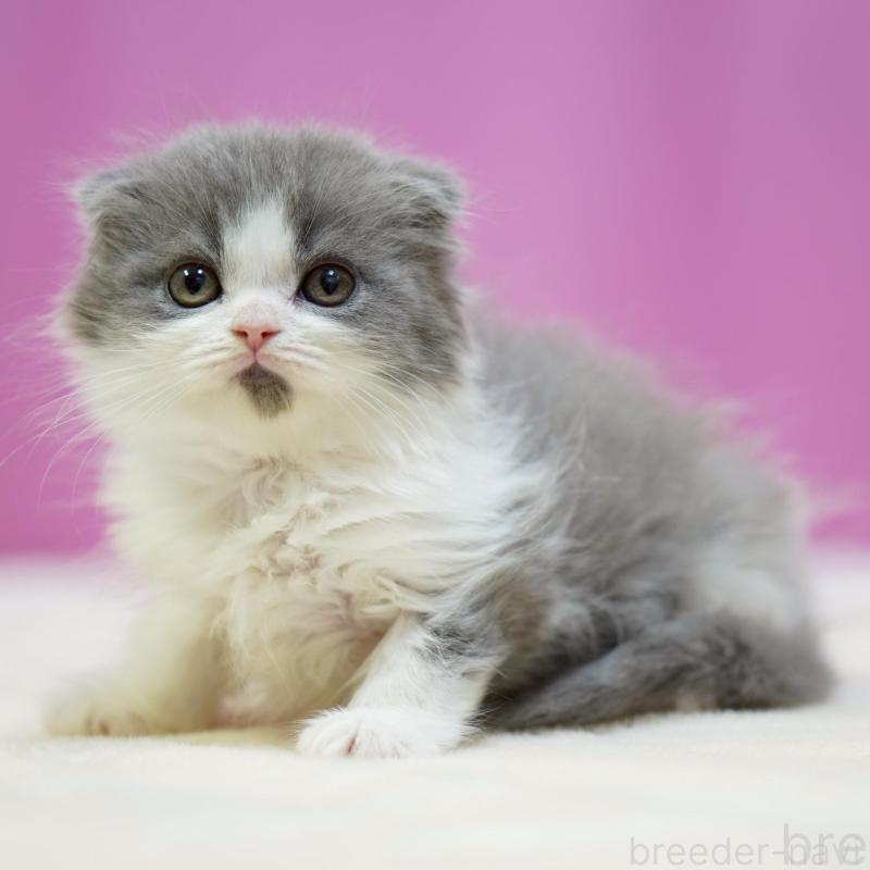 販売中の埼玉県のスコティッシュフォールド(折れ耳)-136479の3枚目