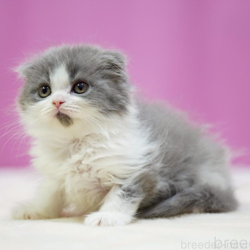 販売中の埼玉県のスコティッシュフォールド(折れ耳)-136479の2枚目