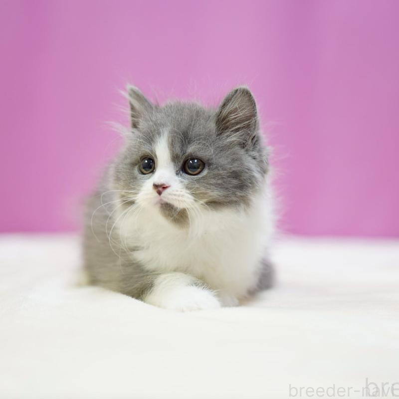 販売中の埼玉県のスコティッシュフォールド-136480の7枚目