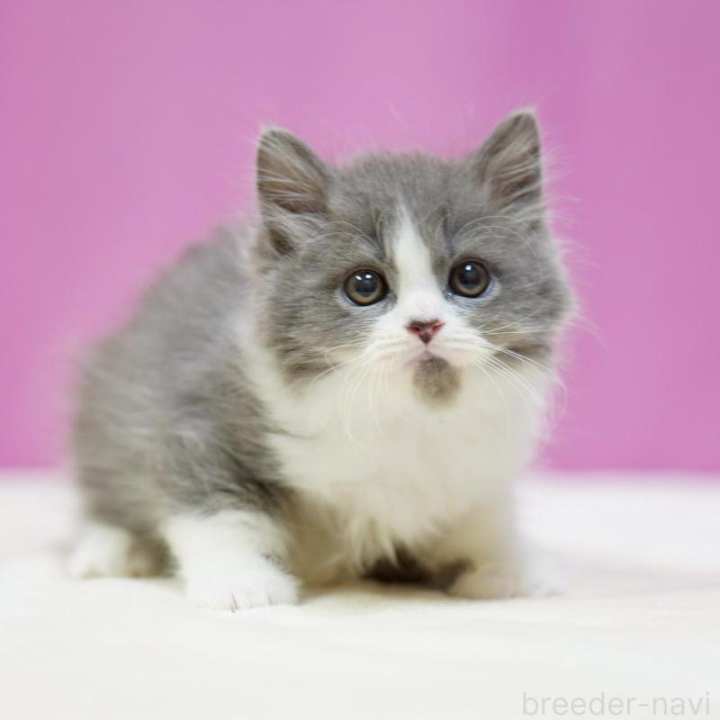 販売中の埼玉県のスコティッシュフォールド-136480