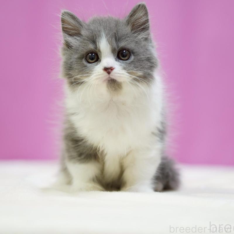 販売中の埼玉県のスコティッシュフォールド-136480の6枚目