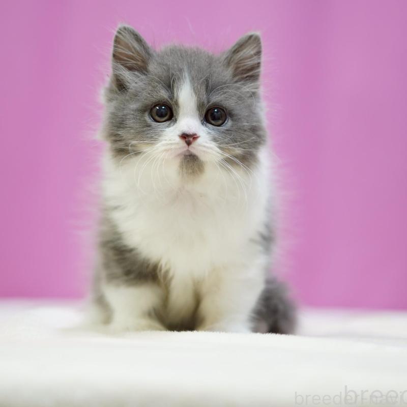 販売中の埼玉県のスコティッシュフォールド-136480の4枚目