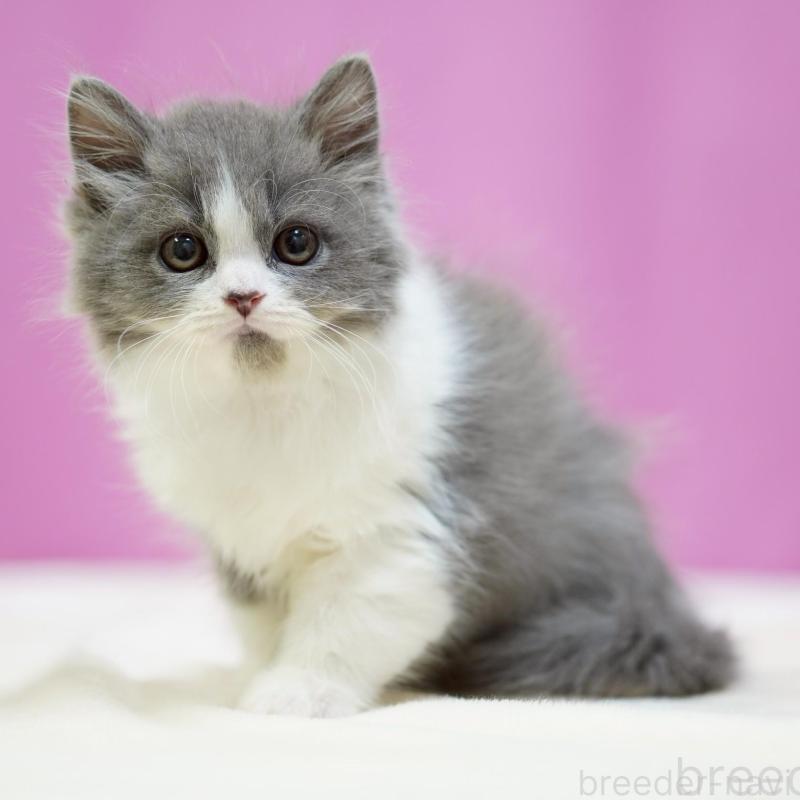 販売中の埼玉県のスコティッシュフォールド-136480の3枚目