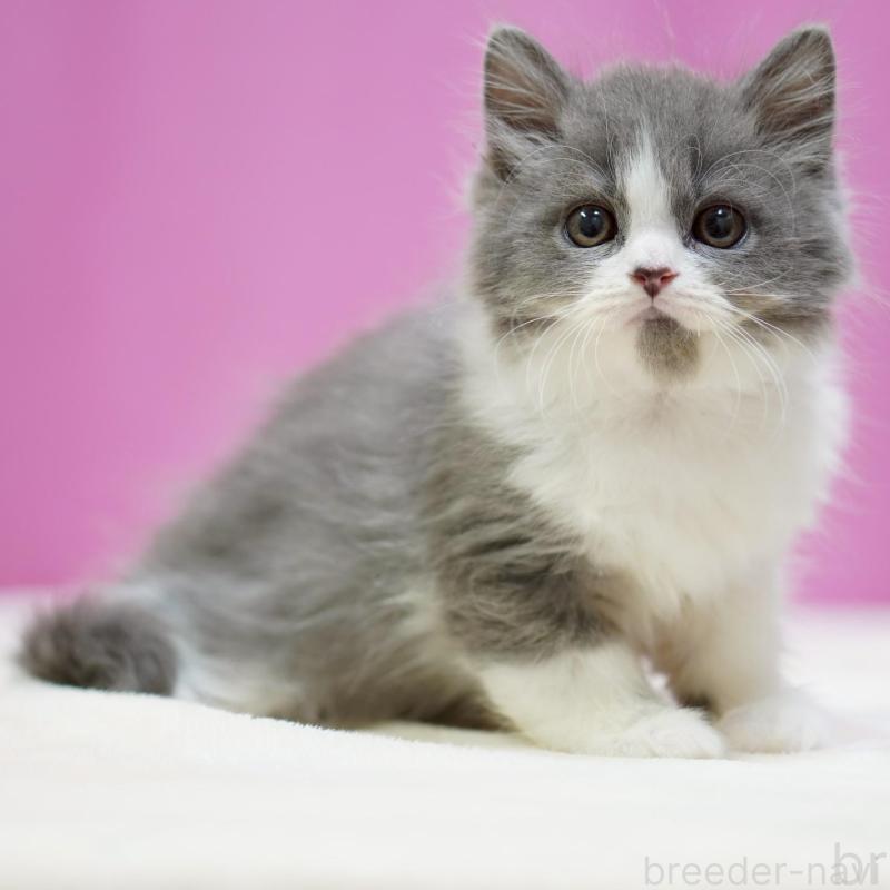 販売中の埼玉県のスコティッシュフォールド-136480の2枚目