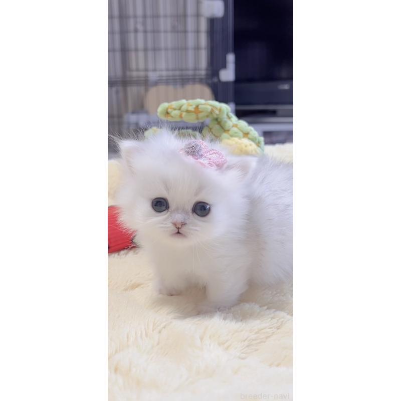 販売中の岐阜県のミヌエット(短足)-136481の10枚目