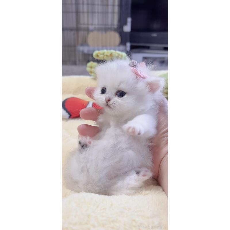 販売中の岐阜県のミヌエット(短足)-136481の9枚目