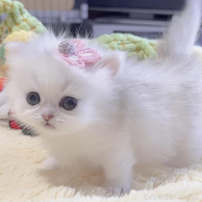 販売中の岐阜県のミヌエット(短足)-136481の8枚目