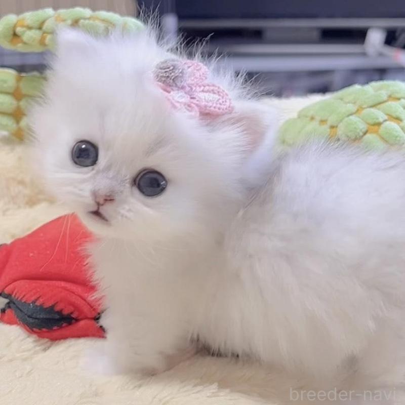 販売中の岐阜県のミヌエット(短足)-136481の7枚目