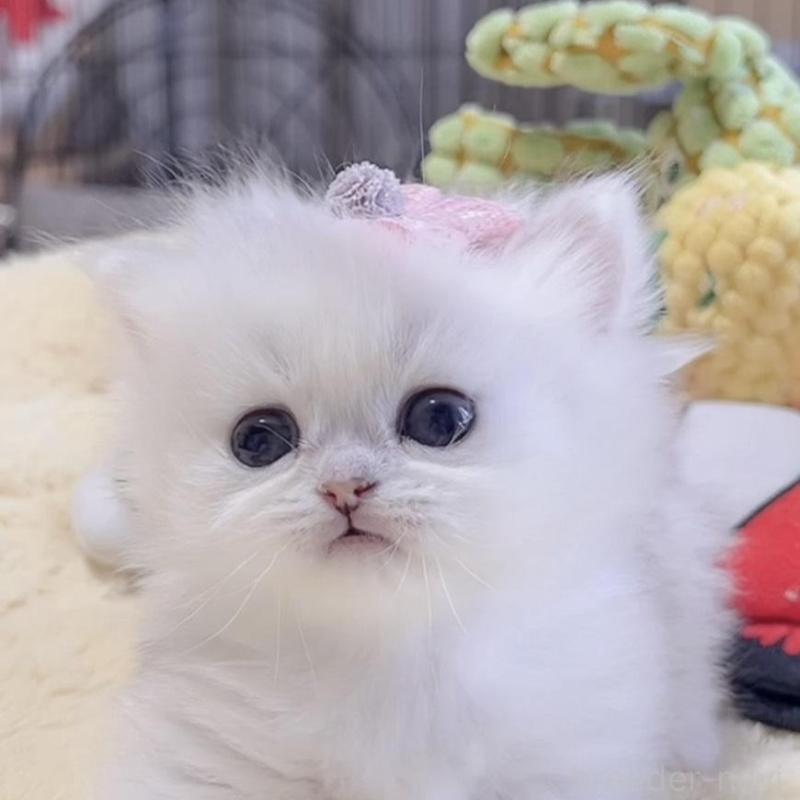 販売中の岐阜県のミヌエット(短足)-136481の5枚目