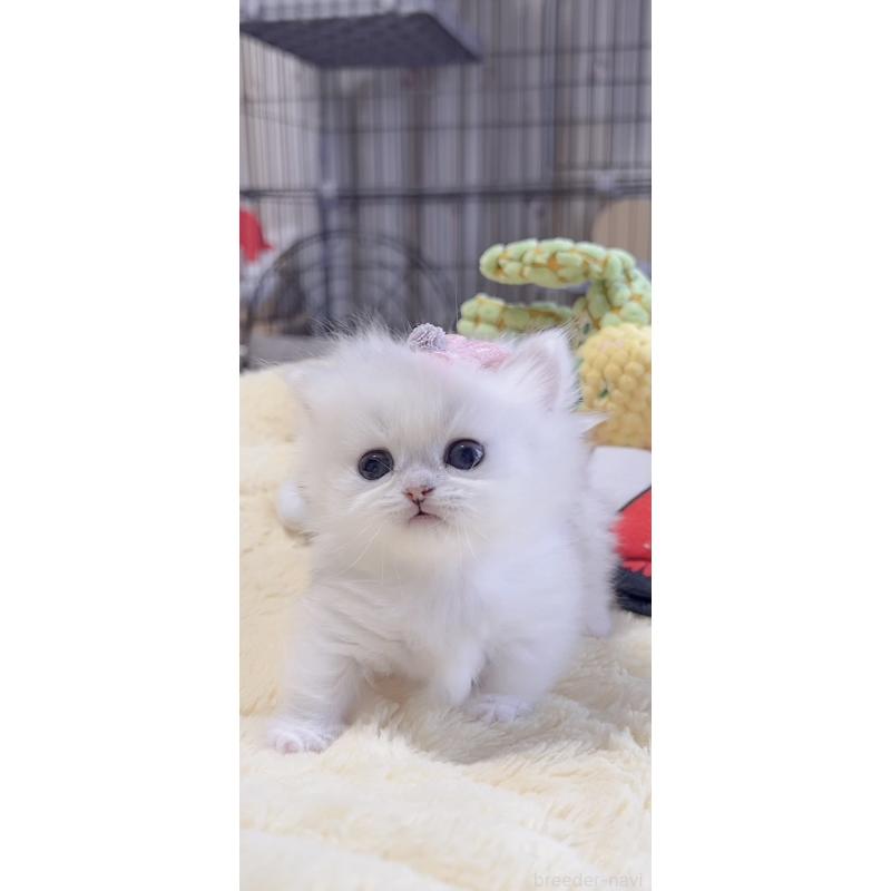 販売中の岐阜県のミヌエット(短足)-136481の4枚目