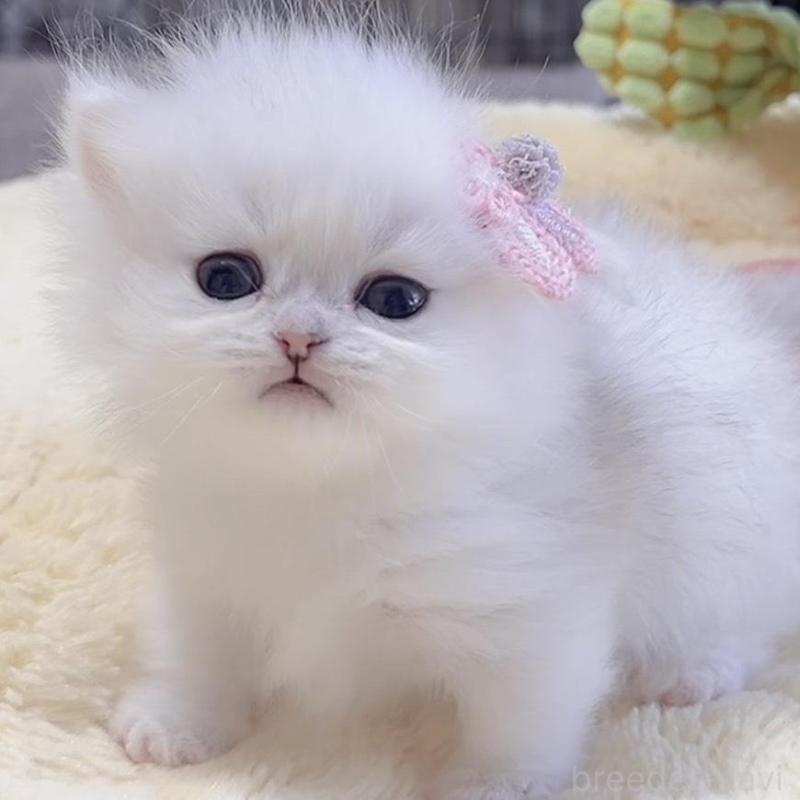 販売中の岐阜県のミヌエット(短足)-136481の2枚目