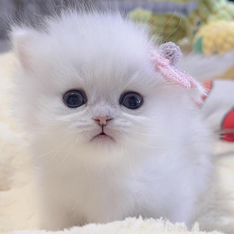 販売中の岐阜県のミヌエット(短足)-136481の1枚目