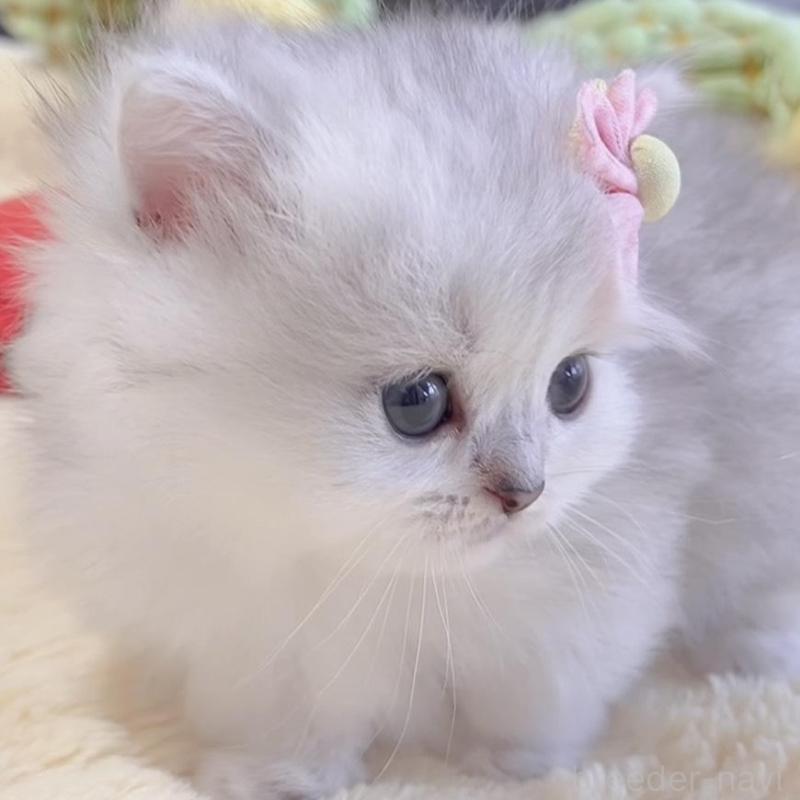 販売中の岐阜県のミヌエット(短足)-136482の9枚目