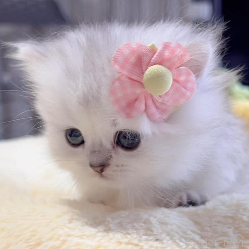 販売中の岐阜県のミヌエット(短足)-136482の8枚目