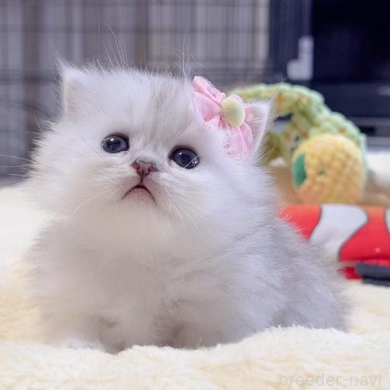 販売中の岐阜県のミヌエット(短足)-136482の7枚目