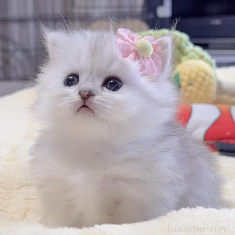 販売中の岐阜県のミヌエット(短足)-136482の5枚目