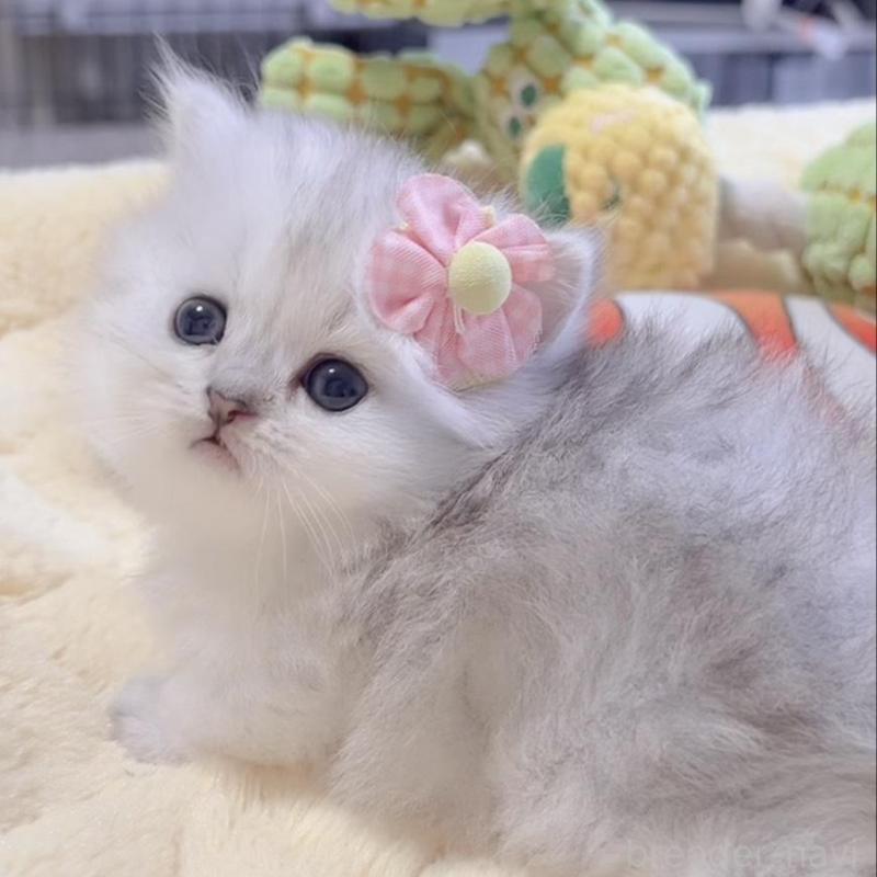 販売中の岐阜県のミヌエット(短足)-136482の4枚目