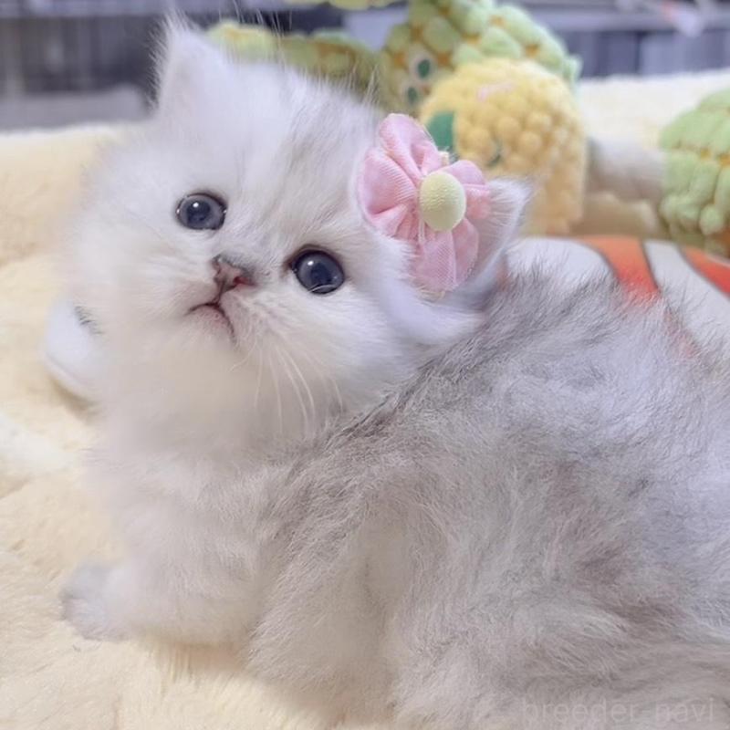 販売中の岐阜県のミヌエット(短足)-136482の3枚目