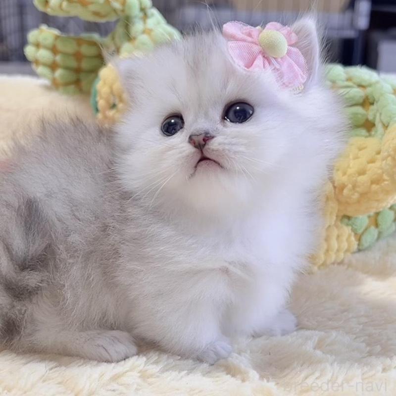 販売中の岐阜県のミヌエット(短足)-136482の2枚目